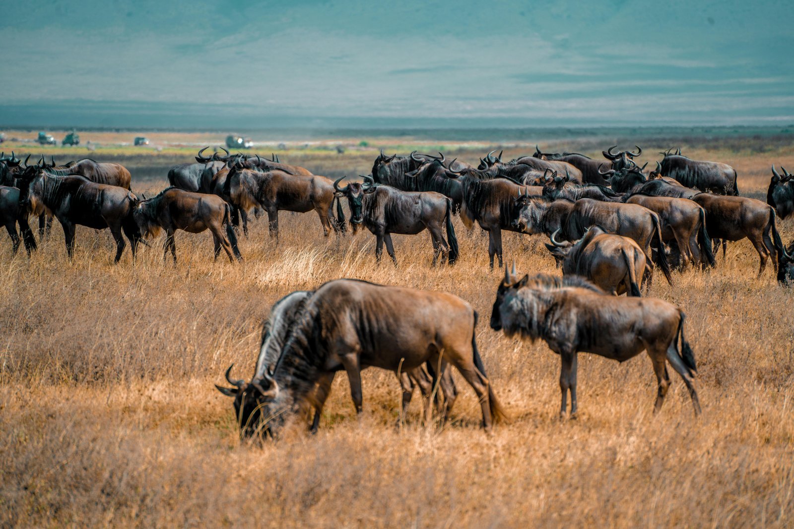 Kenya Maasai Mara Great Migration wildlife
